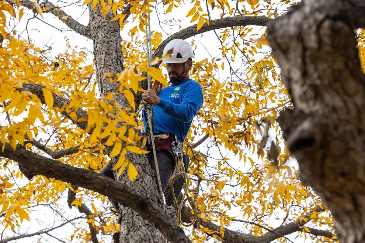 Skilled Tree Transplanting crew working in Seymour
